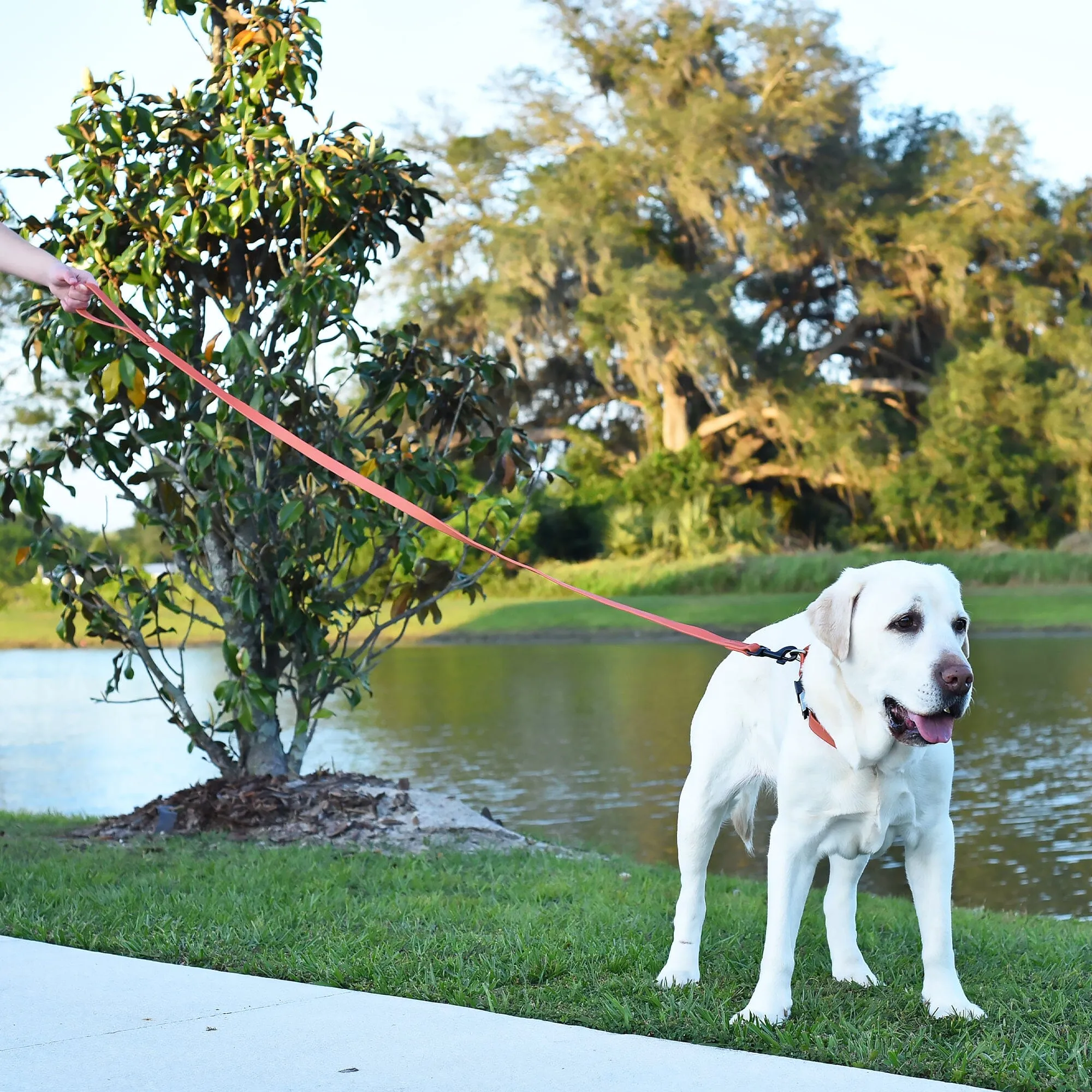 Biothane Waterproof Leash 2 ft