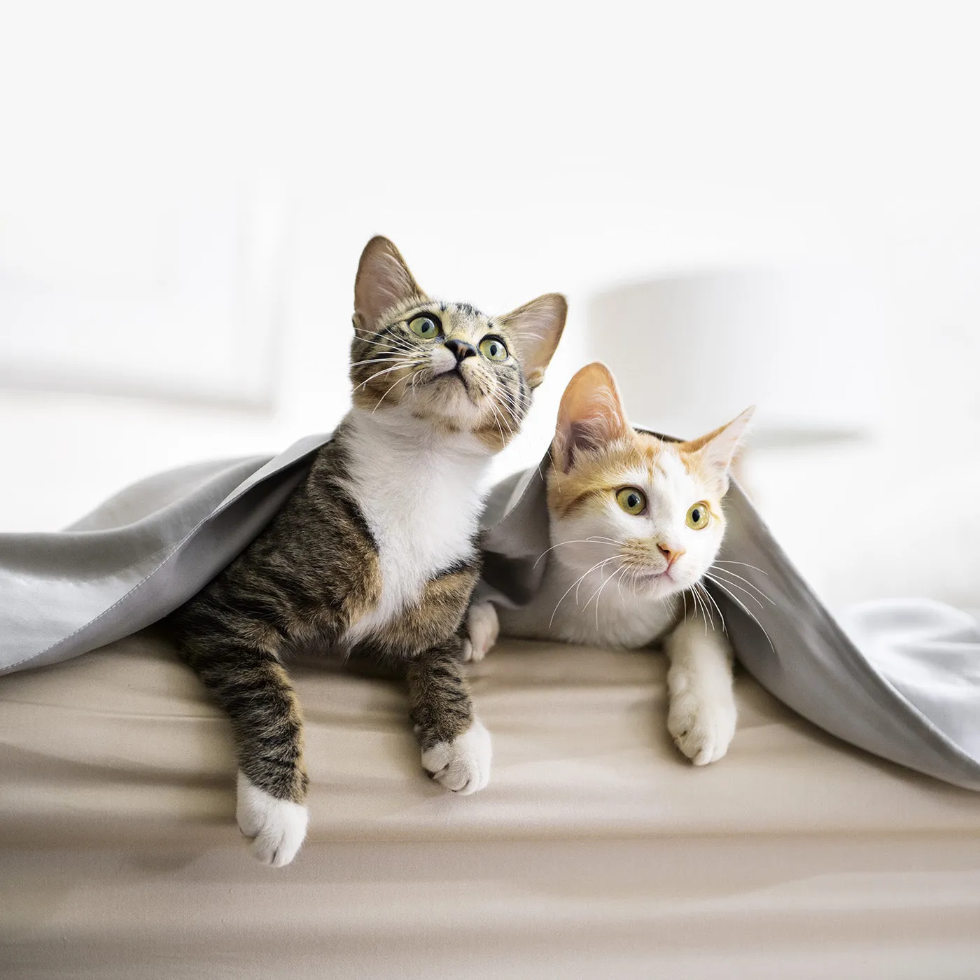 Frontline Plus for Cats x3