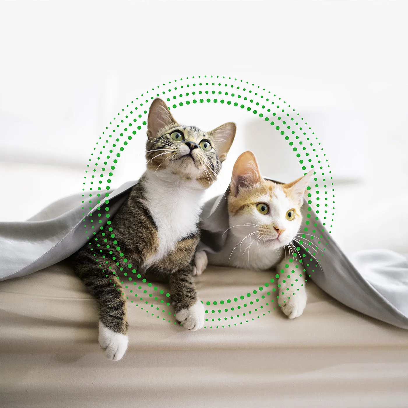 Frontline Plus for Cats x3