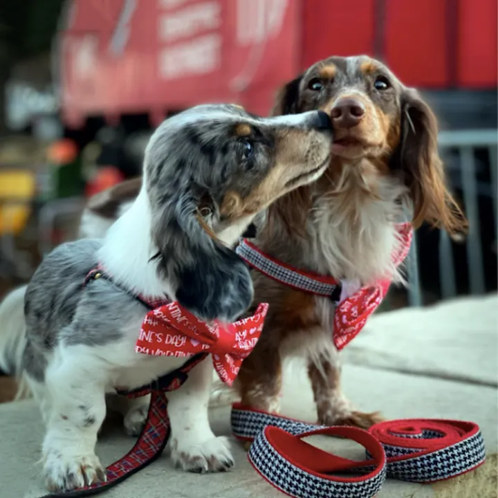 Harness | Houndstooth