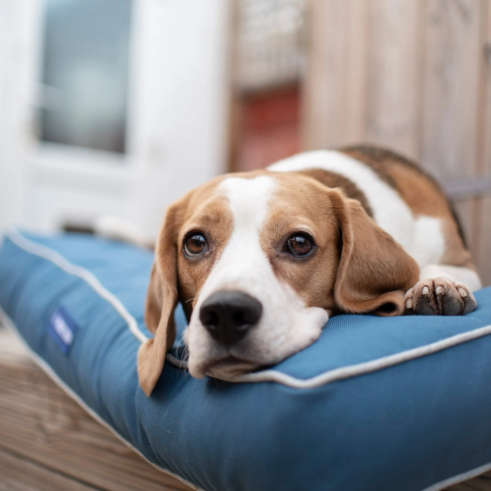 Marlin ECO-FABRIC MATTRESS Dog Bed